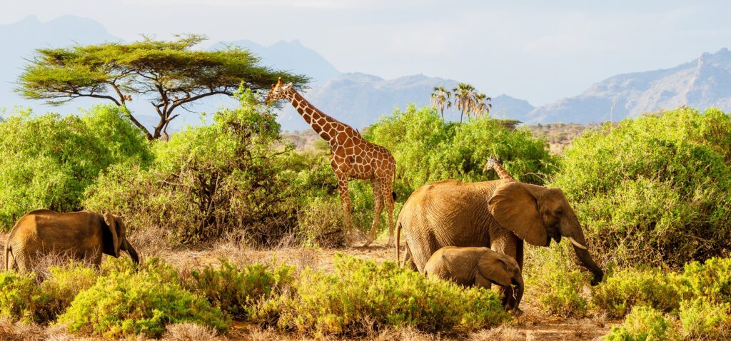 4-Day Amboseli, Tsavo West & East Safari