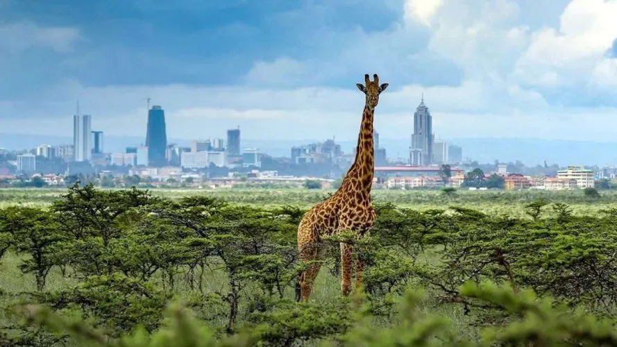 Nairobi National Park Half-Day Safari